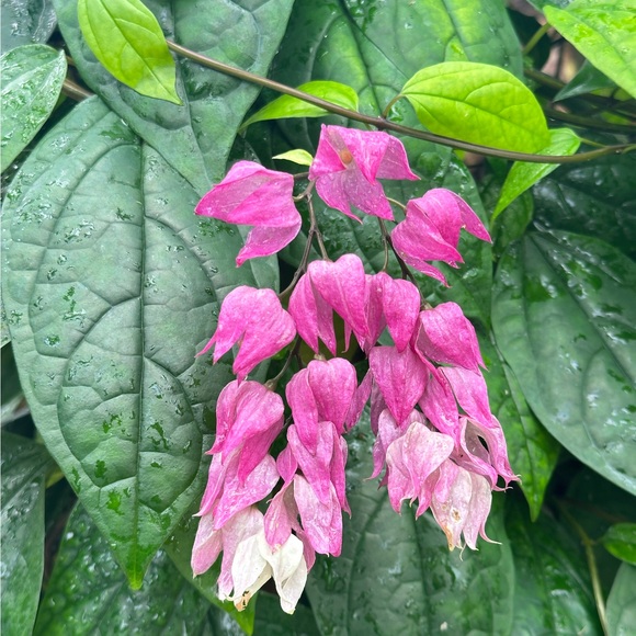 banivafaeenia